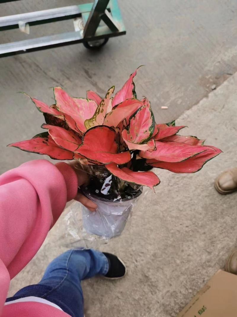 红颜多个规格有货2株苗3株苗加仑盆，基地直发，实物实拍图