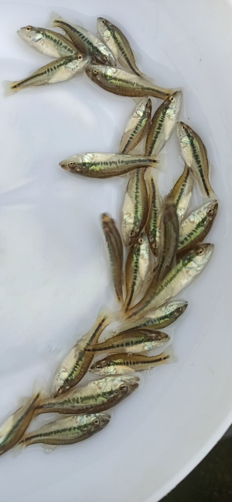 加州鲈鱼苗淡水加州鲈鱼苗一手货源