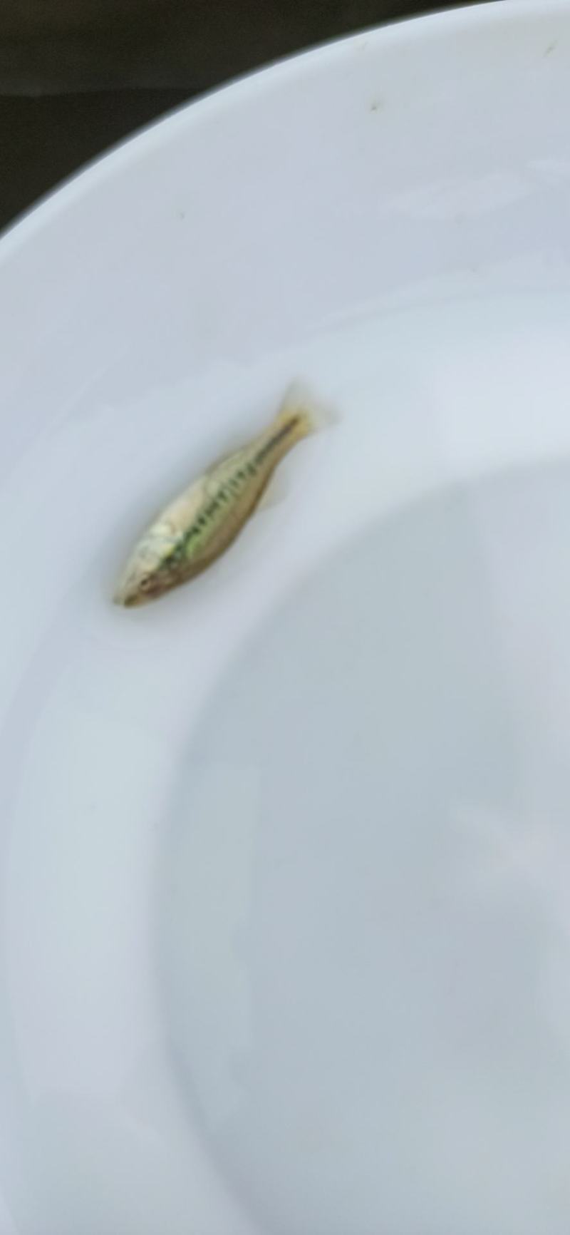 加州鲈鱼苗淡水加州鲈鱼苗一手货源