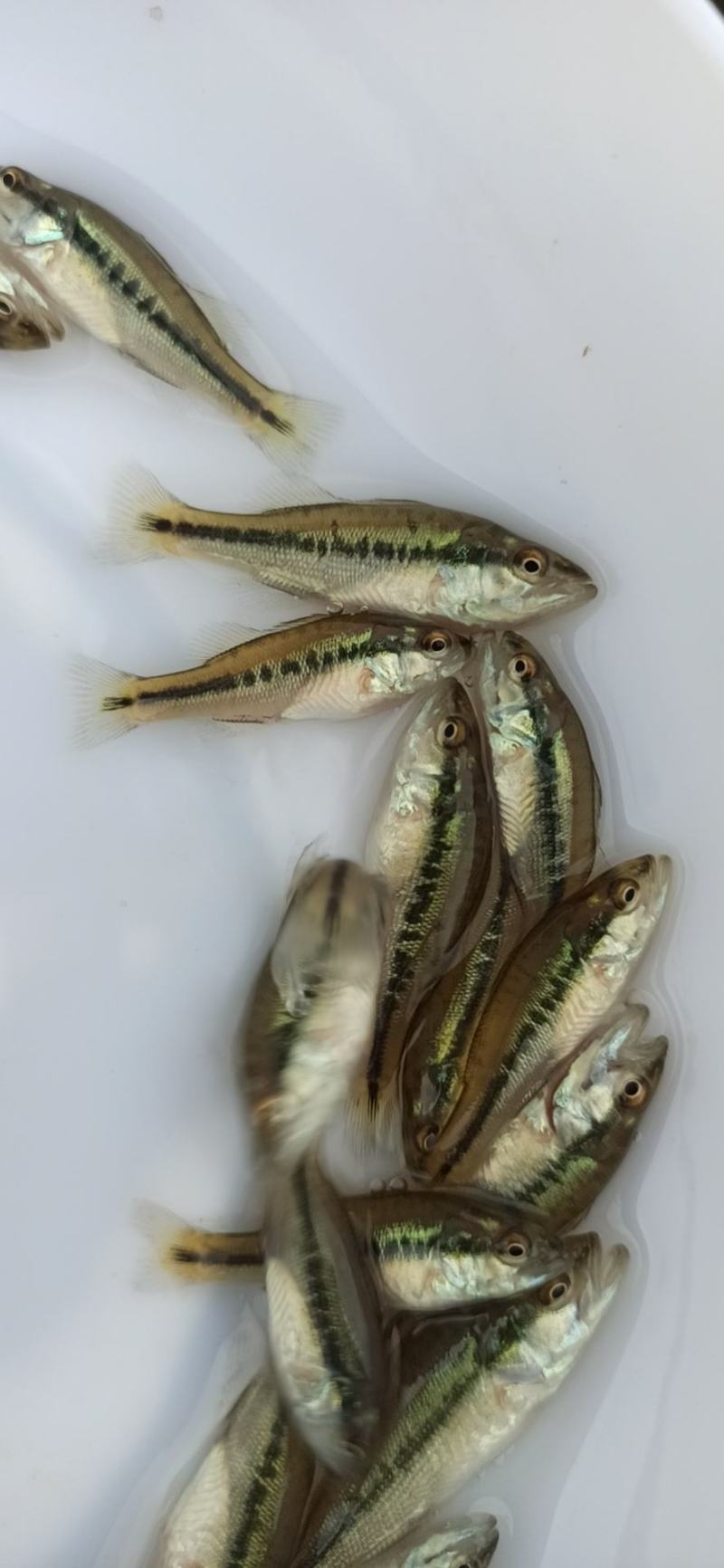 加州鲈鱼苗淡水加州鲈鱼苗一手货源