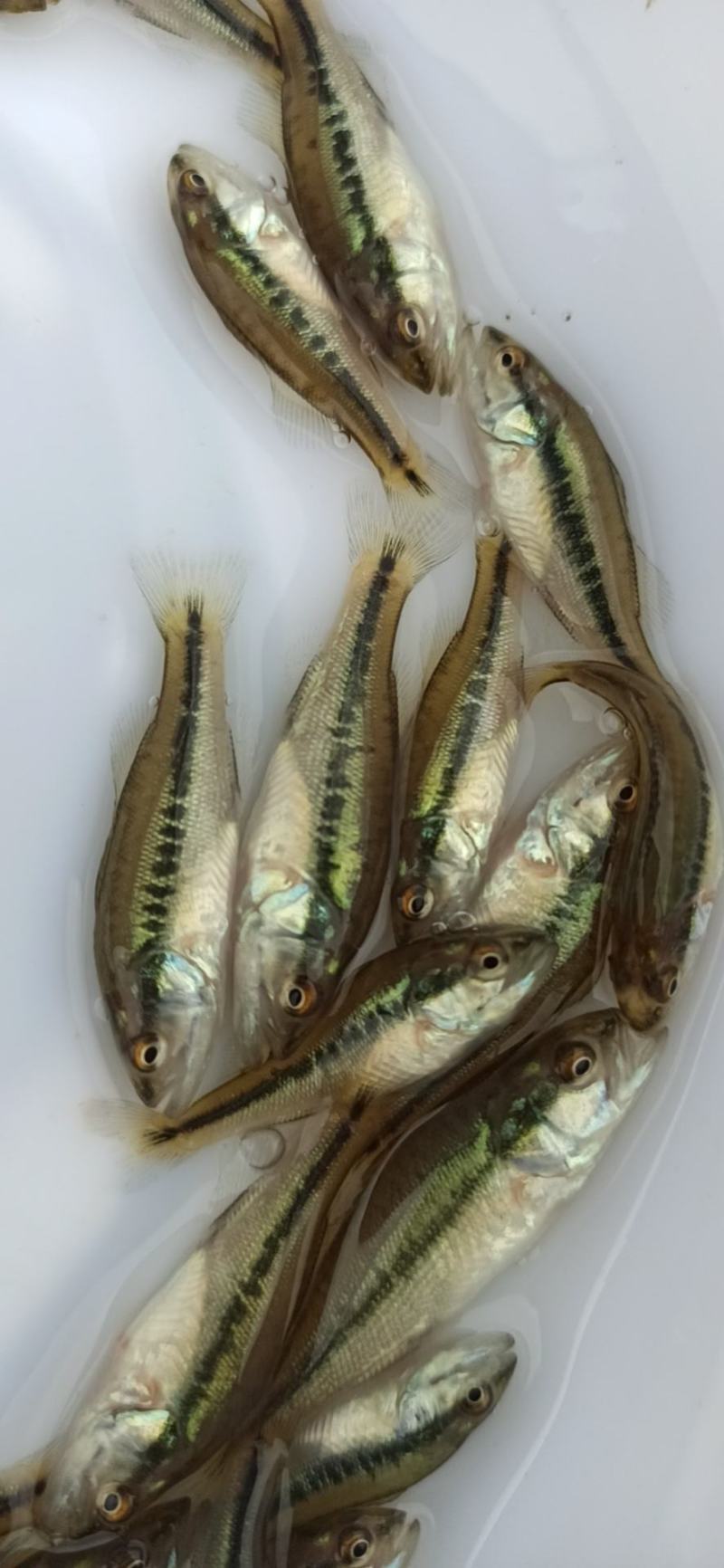 加州鲈鱼苗淡水加州鲈鱼苗一手货源