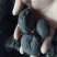 乌灵参,云南乌灵参,新货,道地药材,产地直供,新货药味重