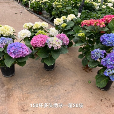 150#多头绣球一箱20装多色混装，基地直发，实物实拍图