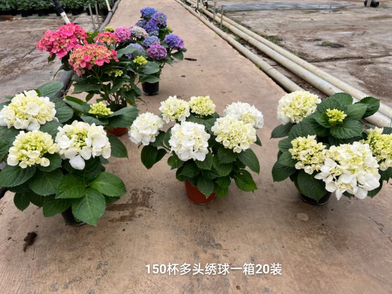 150#多头绣球一箱20装多色混装，基地直发，实物实拍图