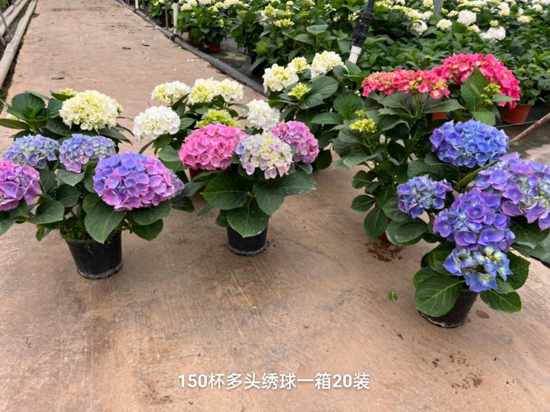 150#多头绣球一箱20装多色混装，基地直发，实物实拍图