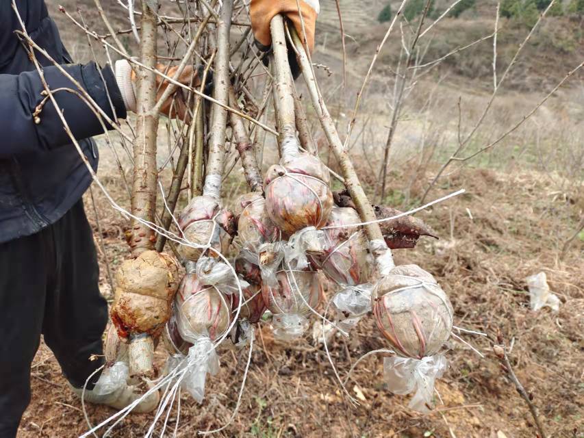 技术人员正在对3年生美早樱桃树进行夏季拿枝处理,左手固定枝条基部,右手向下弯曲新梢至水平位置,枝条未断裂但木质部轻微损伤,目的是抑制顶端优势,促进侧芽转化为花芽,背景为夏季果园绿叶茂盛场景 美早樱桃夏季修剪现场操作示意图