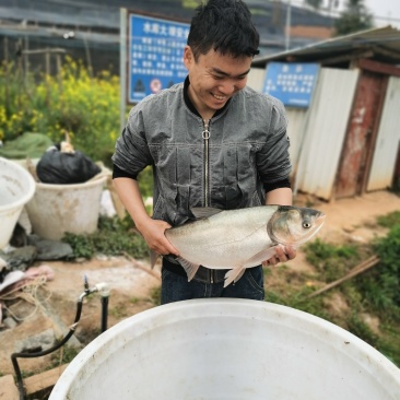 个人承包水库，大量出售活鱼，青鱼，草鱼，鲤鱼，花白鲢。