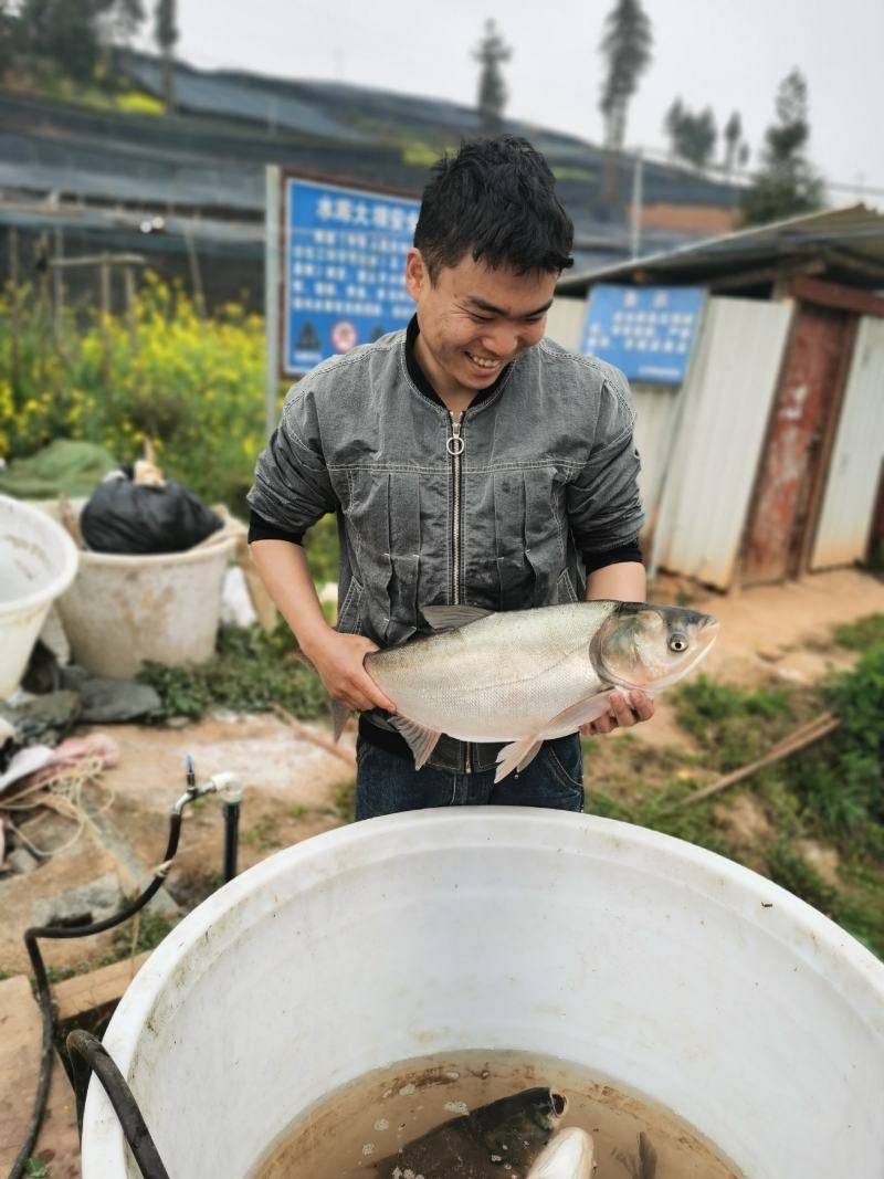个人承包水库，大量出售活鱼，青鱼，草鱼，鲤鱼，花白鲢。