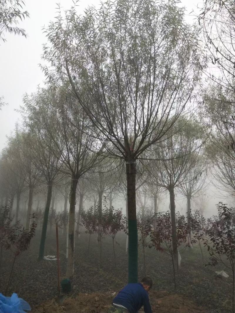 12-15-18公分纯馒头柳装车河北馒头柳基地
