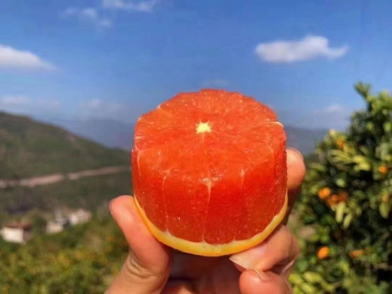 血橙，中华红橙，果面干净，果肉鲜红，口感纯甜，产地直发
