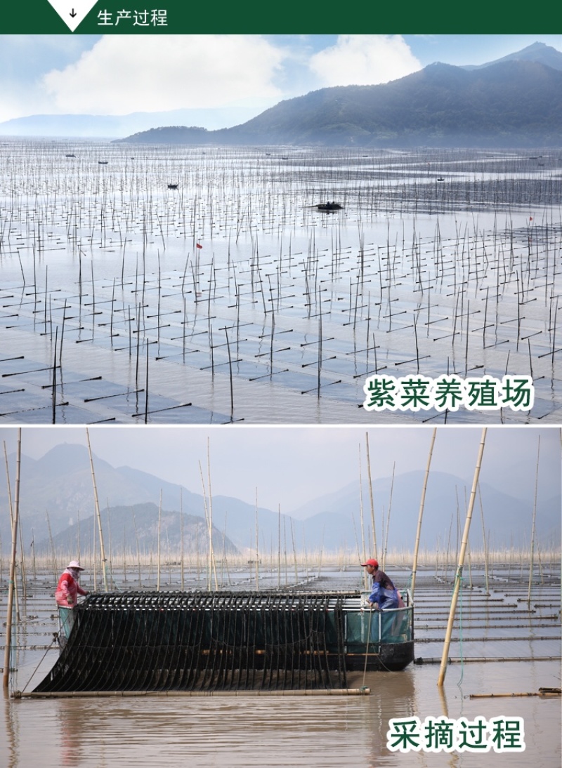 紫菜煲汤必备紫菜海洋中的美食紫菜均可定制