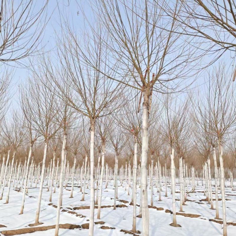 自家苗圃8公分馒头柳8公旱柳4500棵河北保定馒头柳基地