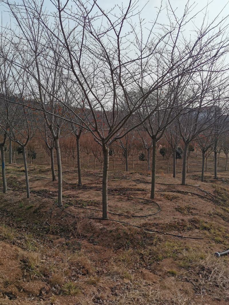 临沂荣超园林大量供应高杆早樱2--70公分