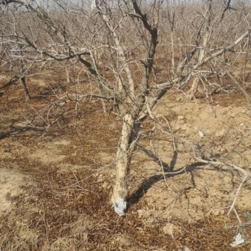 石榴树，石榴树，丛生石榴，石榴苗，石榴树5-20公分