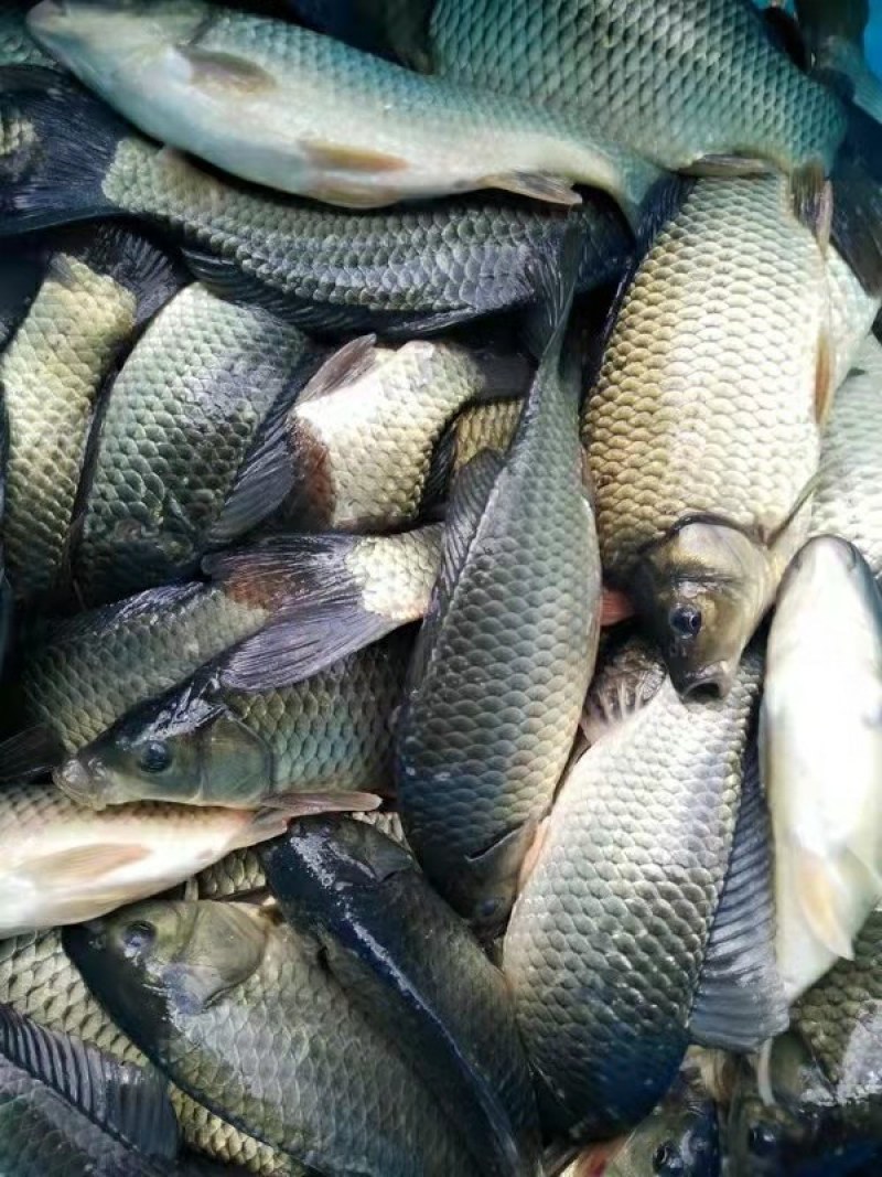 鲫鱼香云鲫鱼皮毛好品种齐全欢迎新老客户咨询选购