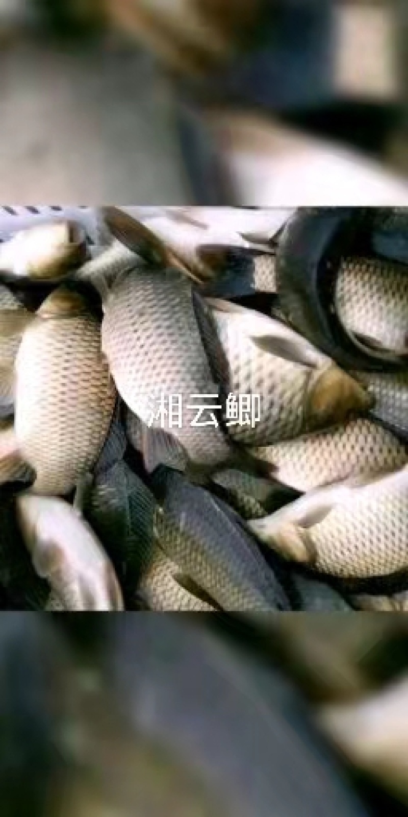 鲫鱼香云鲫鱼皮毛好品种齐全欢迎新老客户咨询选购