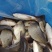 鲫鱼香云鲫鱼皮毛好品种齐全欢迎新老客户咨询选购