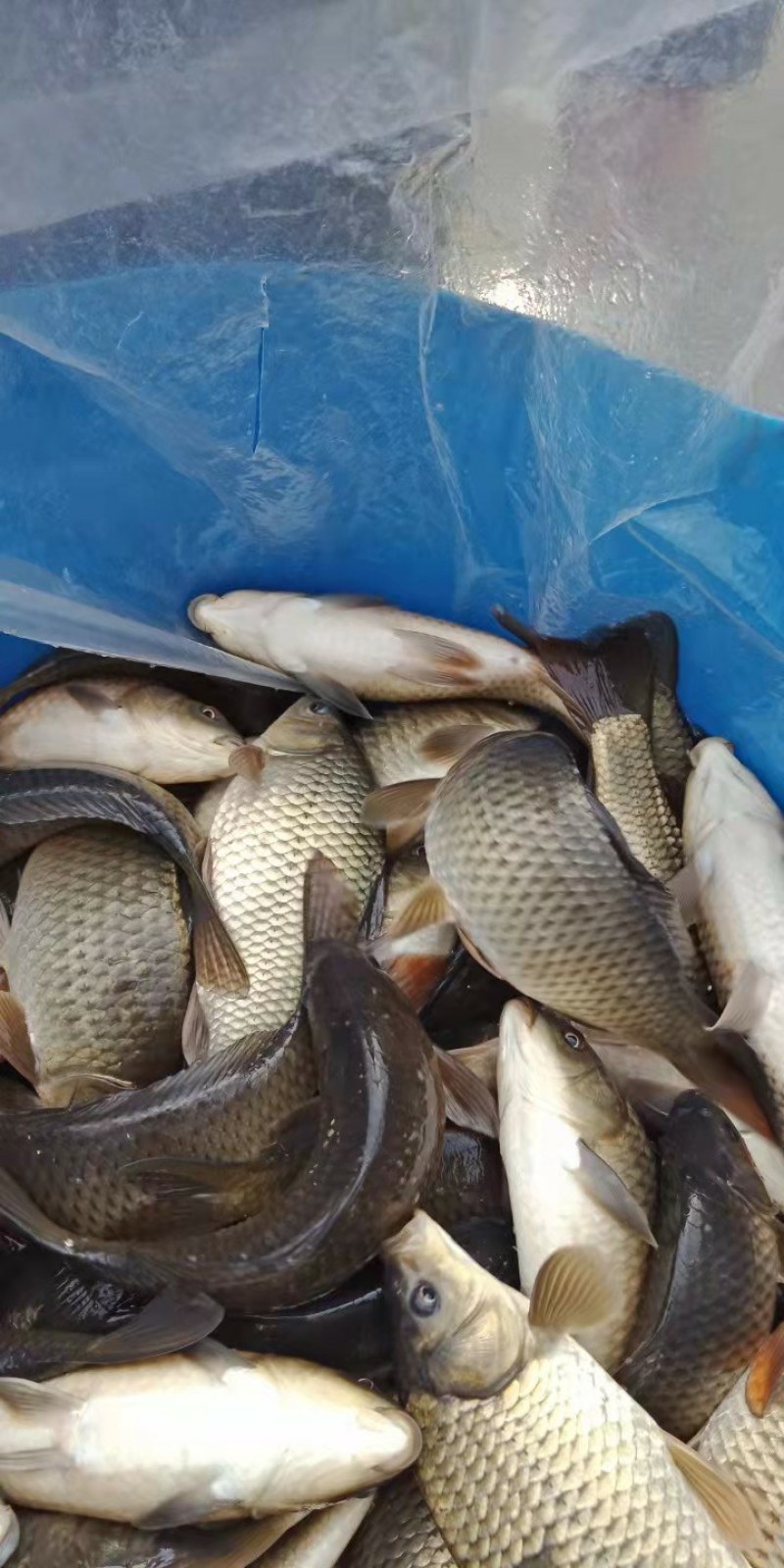 鲫鱼香云鲫鱼皮毛好品种齐全欢迎新老客户咨询选购
