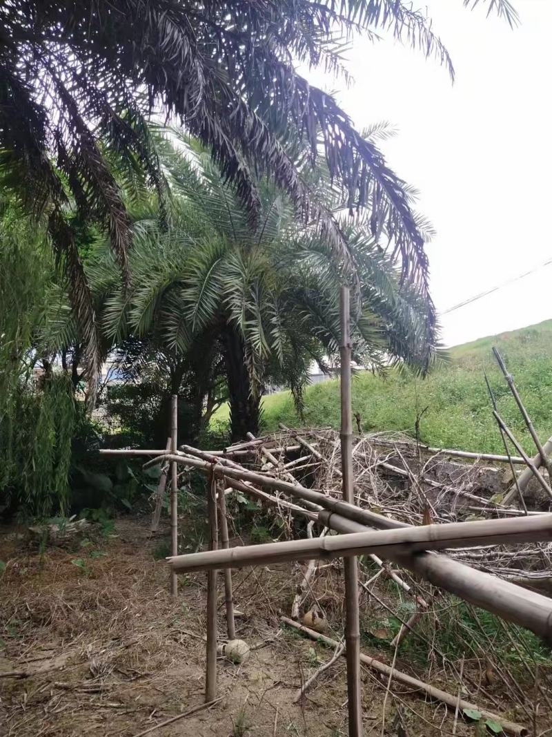 精品银海枣、中东海枣、250cm-600cm