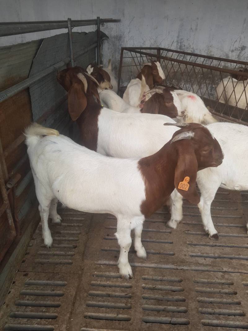 波尔山羊波尔羊是一种生长速度快、繁殖性能好、肉质鲜美
