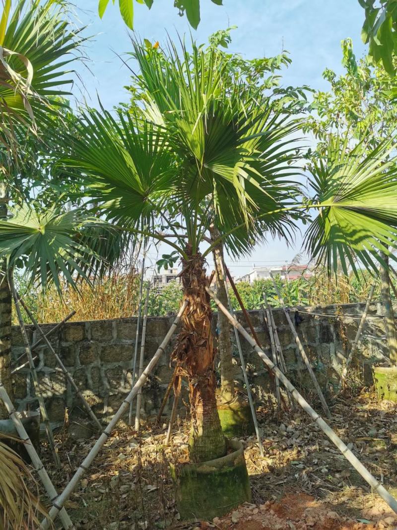 精品老人葵、棕榈树、蒲葵场地直销大量供应