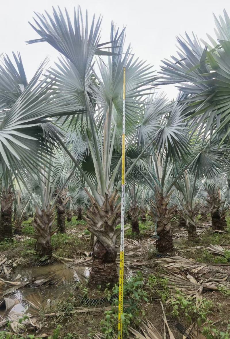 精品老人葵、棕榈树、蒲葵场地直销大量供应