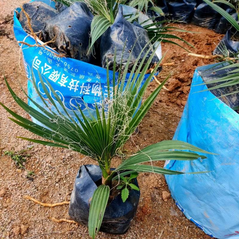 精品老人葵、棕榈树、蒲葵场地直销大量供应