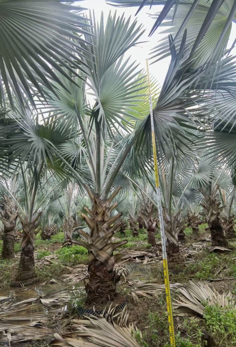 精品老人葵、棕榈树、蒲葵场地直销大量供应