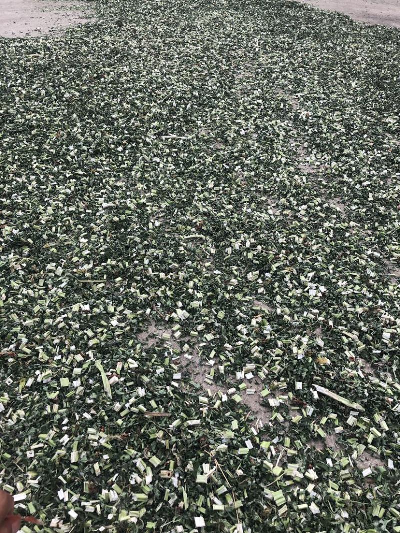 益母草