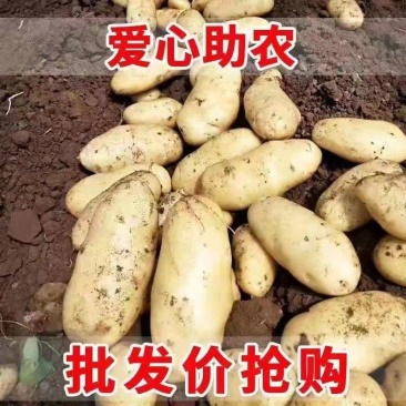 荷兰十五土豆，产地直供，全国代发，质量保证