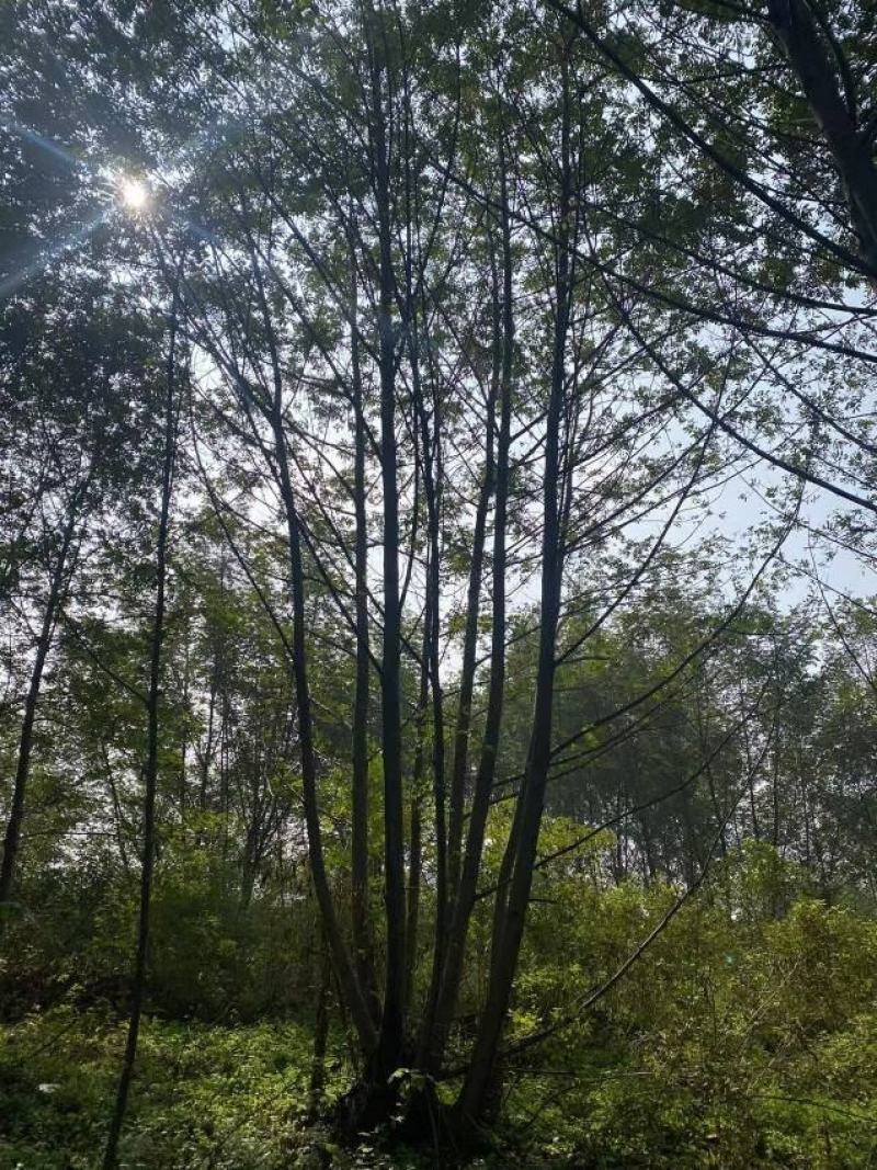 供应各种规格的丛生枫杨