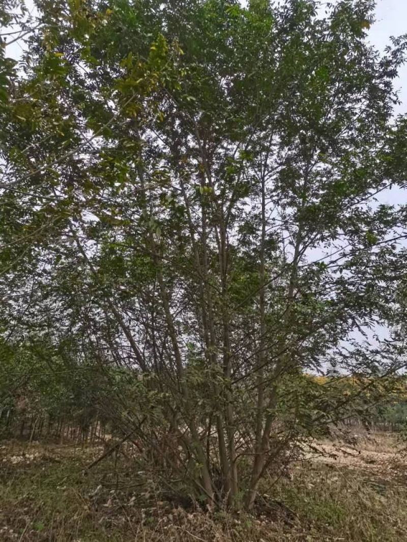 供应各种规格的丛生枫杨