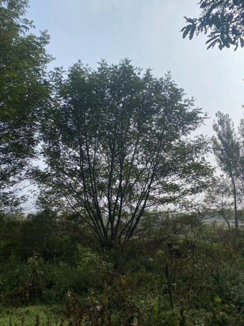 供应各种规格的丛生枫杨