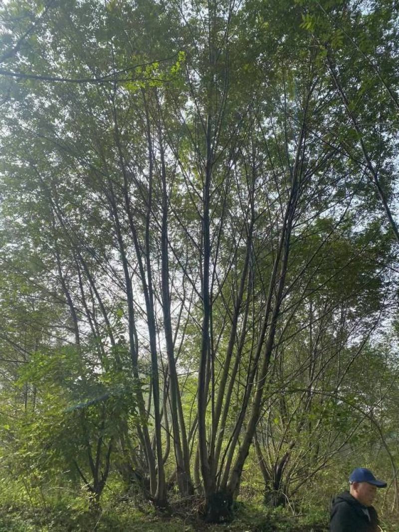 供应各种规格的丛生枫杨