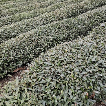 茶叶，有龙井是43.青茶，，分，独牙，一牙一，毛峰