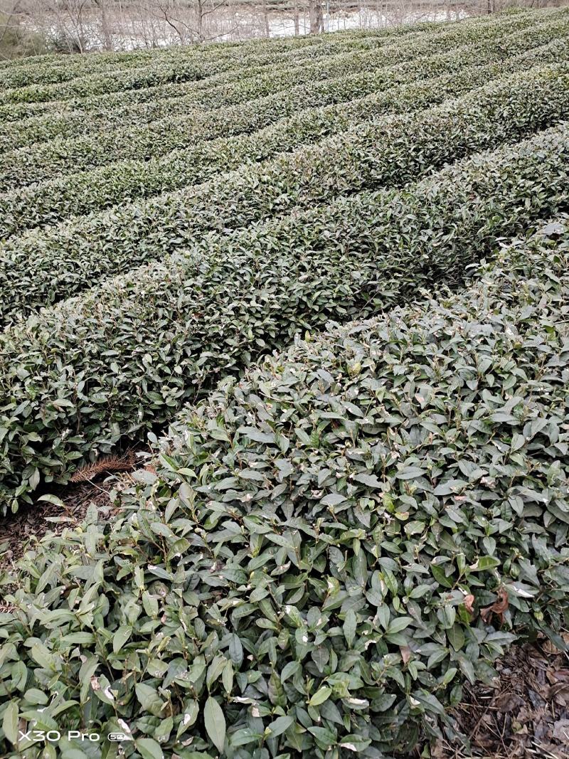 茶叶，有龙井是43.青茶，，分，独牙，一牙一，毛峰
