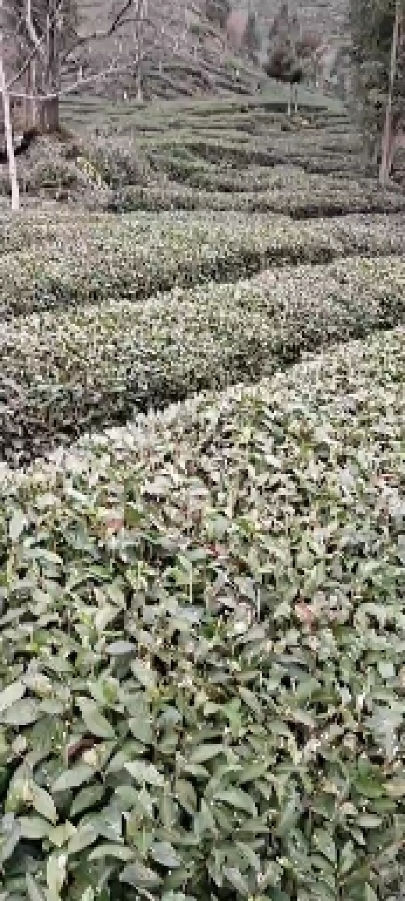 茶叶，有龙井是43.青茶，，分，独牙，一牙一，毛峰