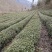 茶叶，有龙井是43.青茶，，分，独牙，一牙一，毛峰