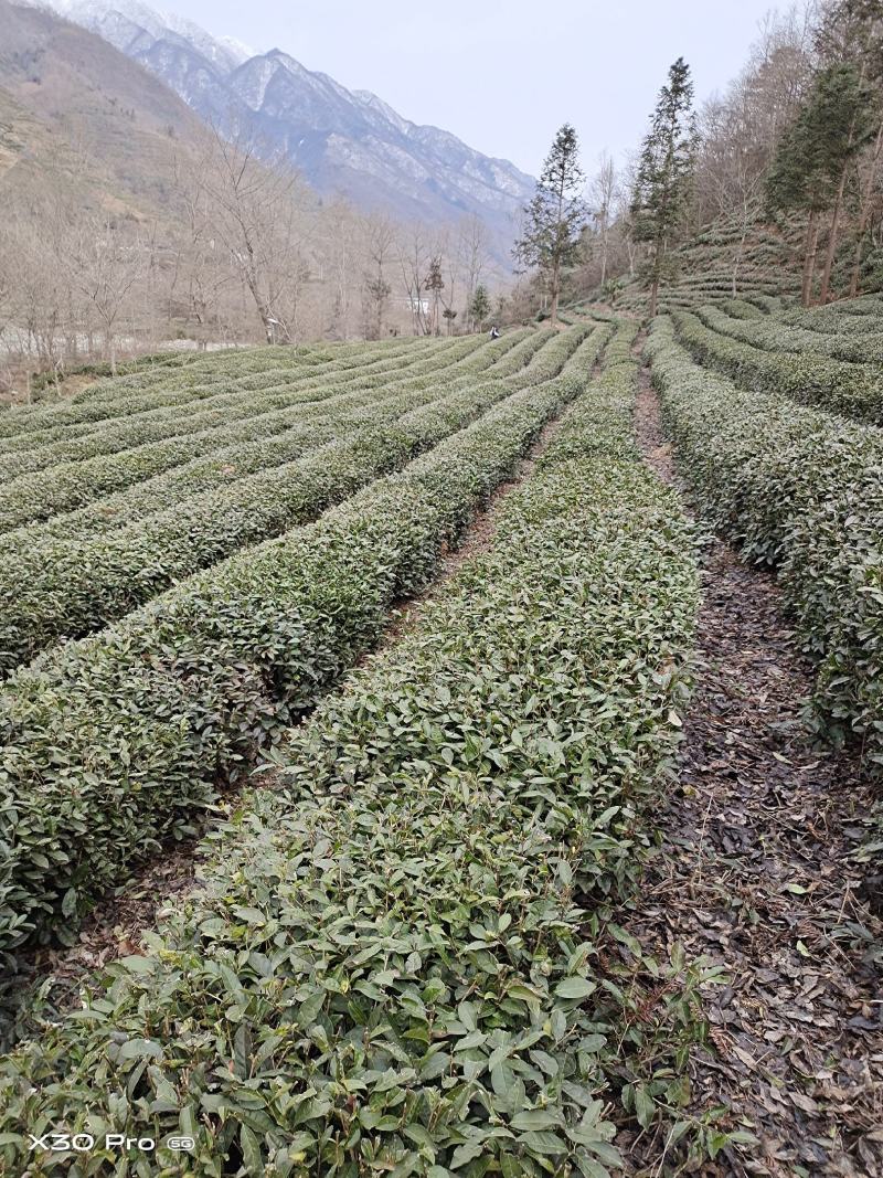 茶叶，有龙井是43.青茶，，分，独牙，一牙一，毛峰