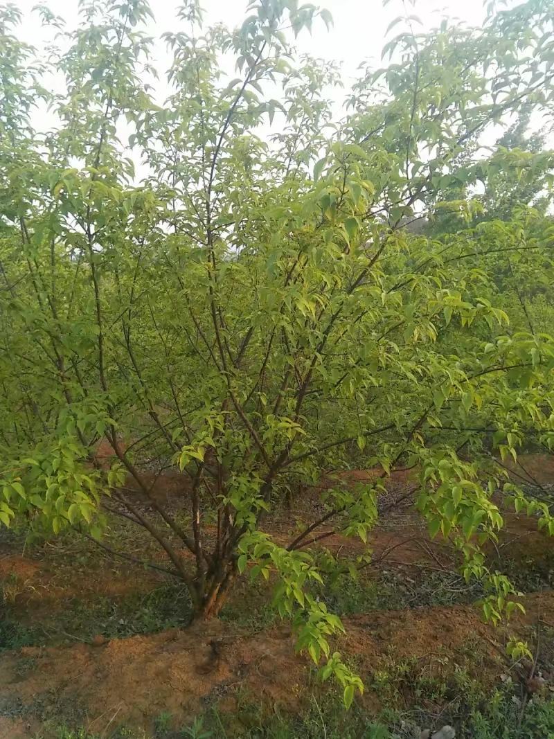 供应各种规格的山茱萸