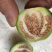 小茄子圆茄迷你茄子绿茄东南亚餐厅食材元茄子