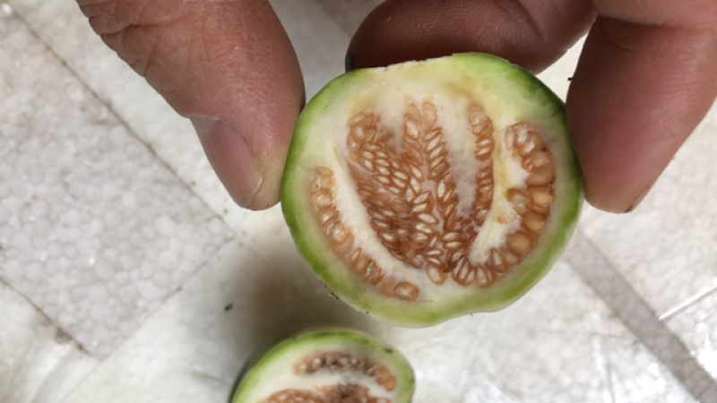 小茄子圆茄迷你茄子绿茄东南亚餐厅食材元茄子