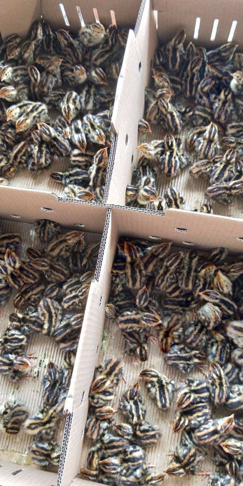鹌鹑苗产蛋鹌鹑苗大量供应孵厂直销包运输损耗