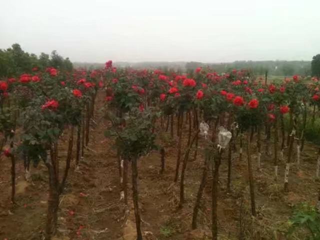 红双喜藤本月季在园艺展销会上的展位实景