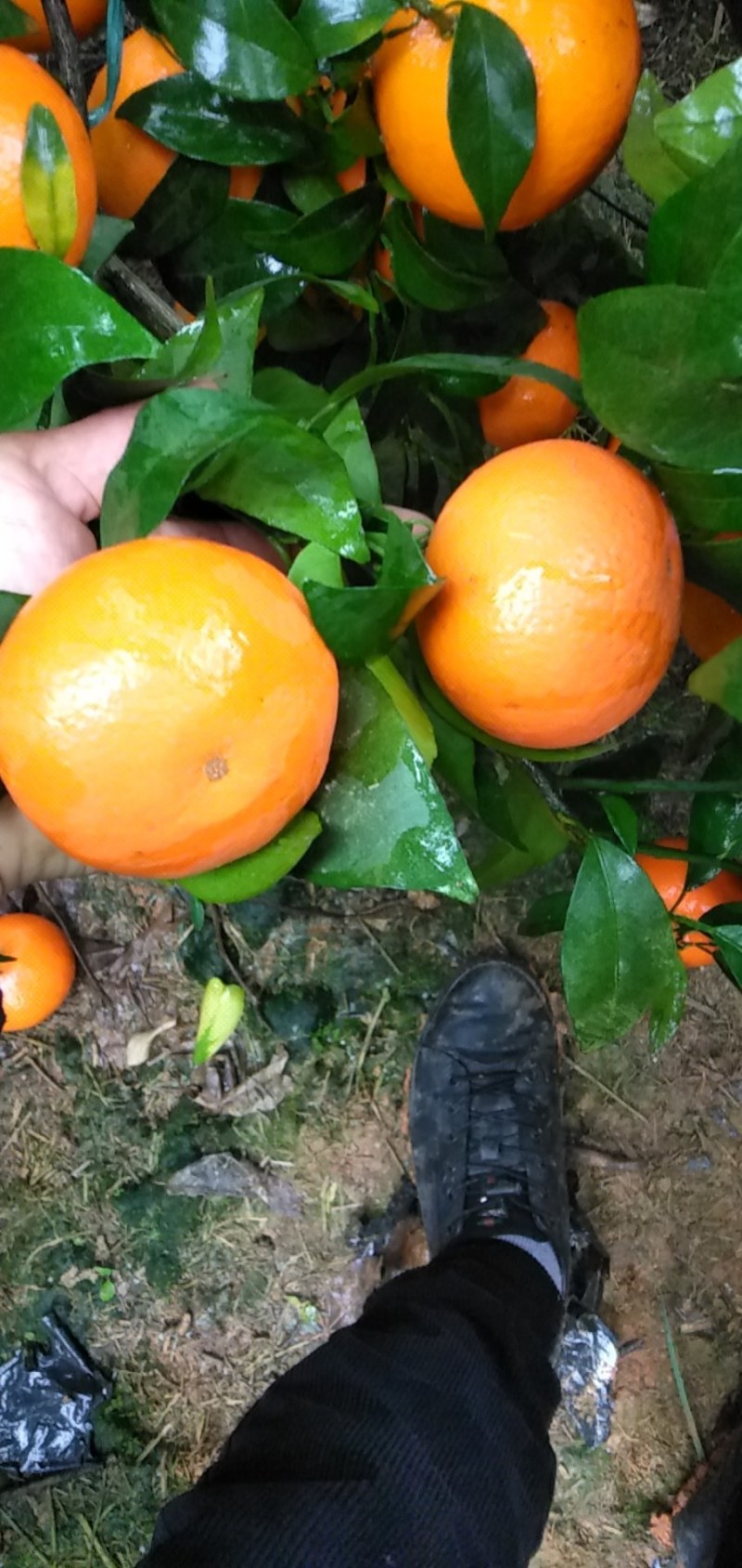 沃柑大量上市