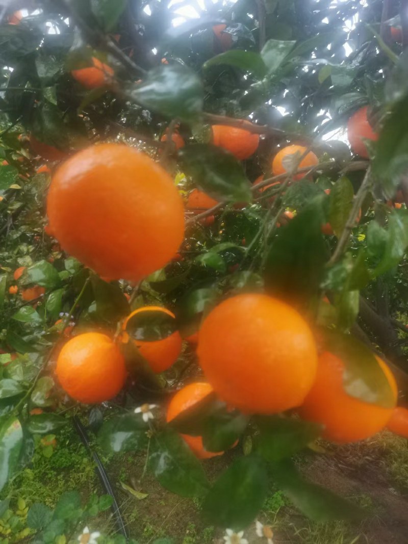 沃柑大量上市