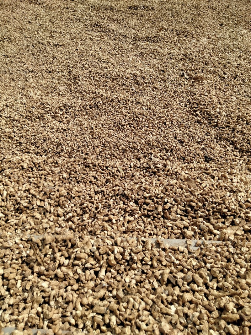双剪菇脚，香菇，各种规格齐全