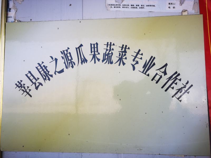 山东莘县百万亩晓密25，基地，大量上市了价格便宜