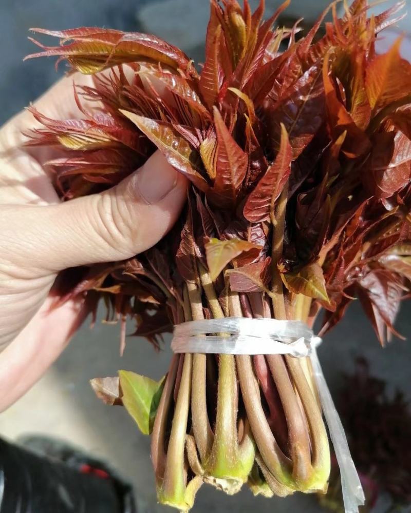【红油香椿芽】青州王坟红色香椿芽质量很好。诚信第一。