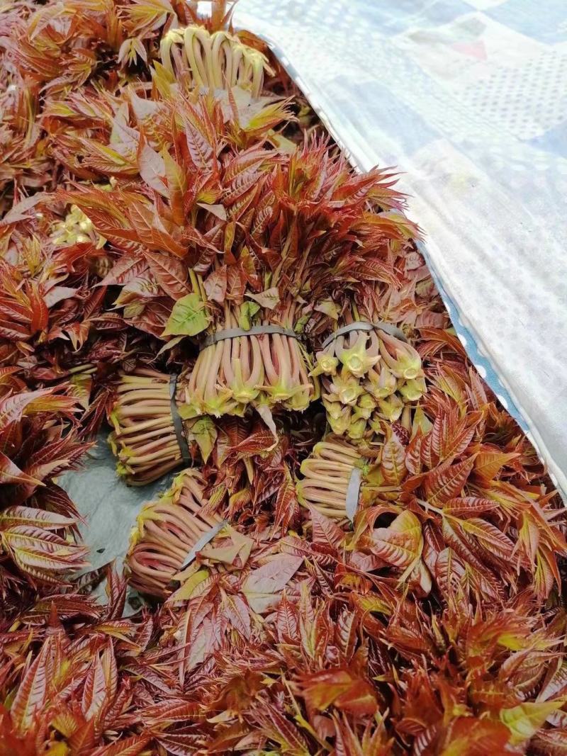 【红油香椿芽】青州王坟红色香椿芽质量很好。诚信第一。
